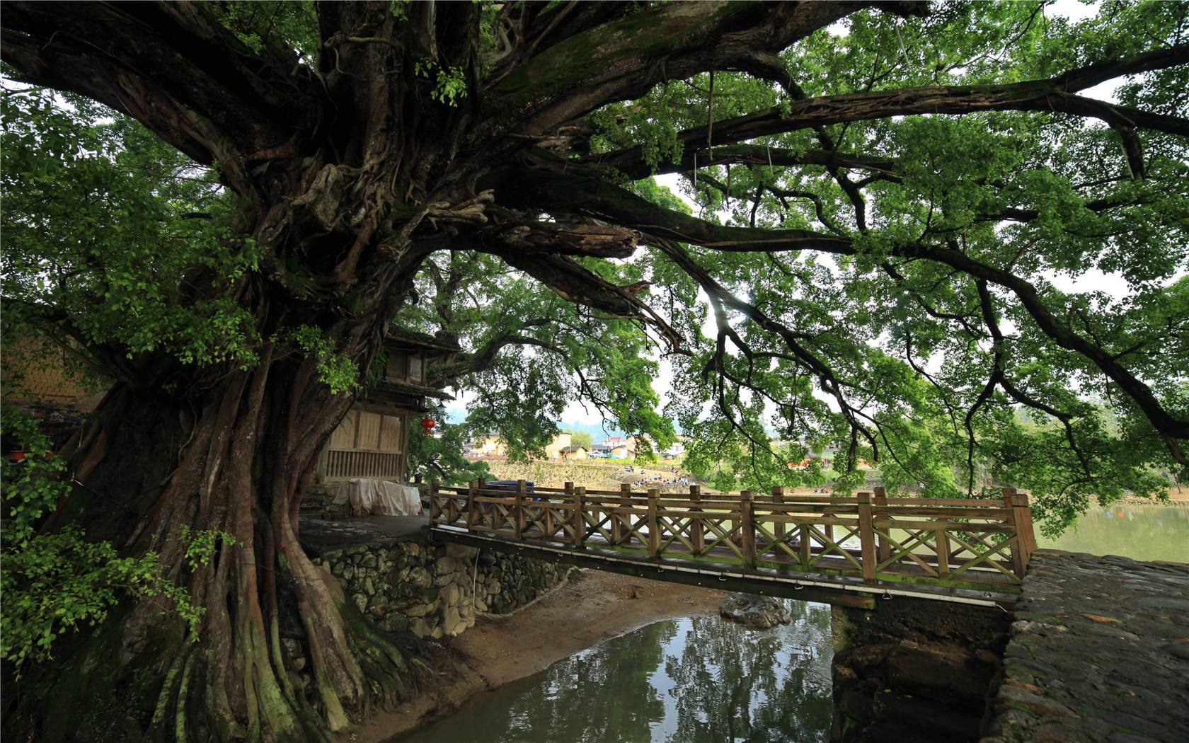 福建漳州旅游必去景点,云水谣古镇,趁阳光正好相约去游玩一番!