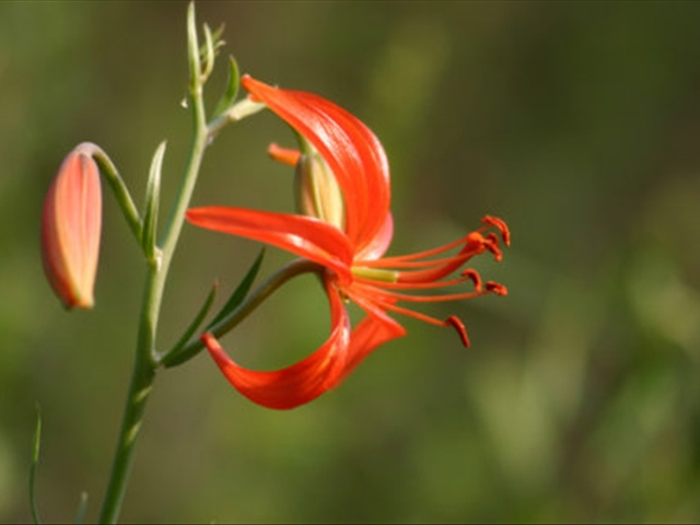 山丹丹花怎么繁殖_野生山丹花