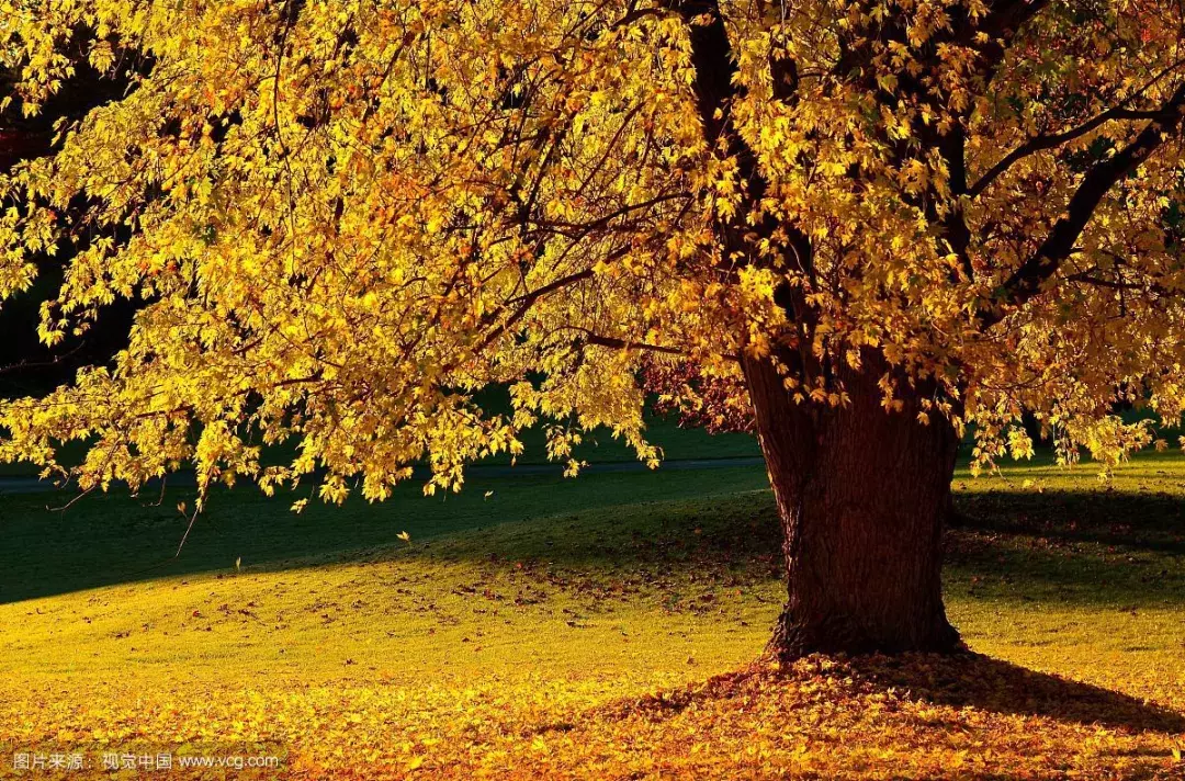 古代诗人描绘秋天的十五首诗词，惊艳到骨子里