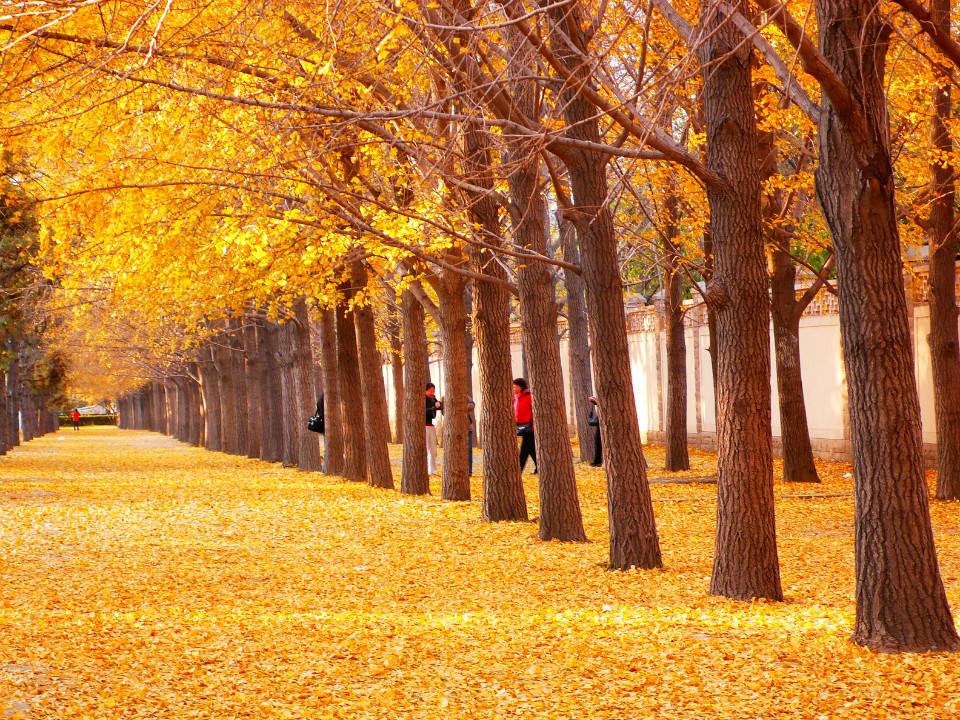 送你10首关于秋的诗词，细细品味秋天的美