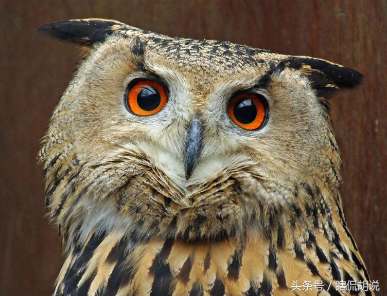 而且猫头鹰还有着一张大圆脸,有的猫头鹰在耳朵周围还长着长羽毛让人