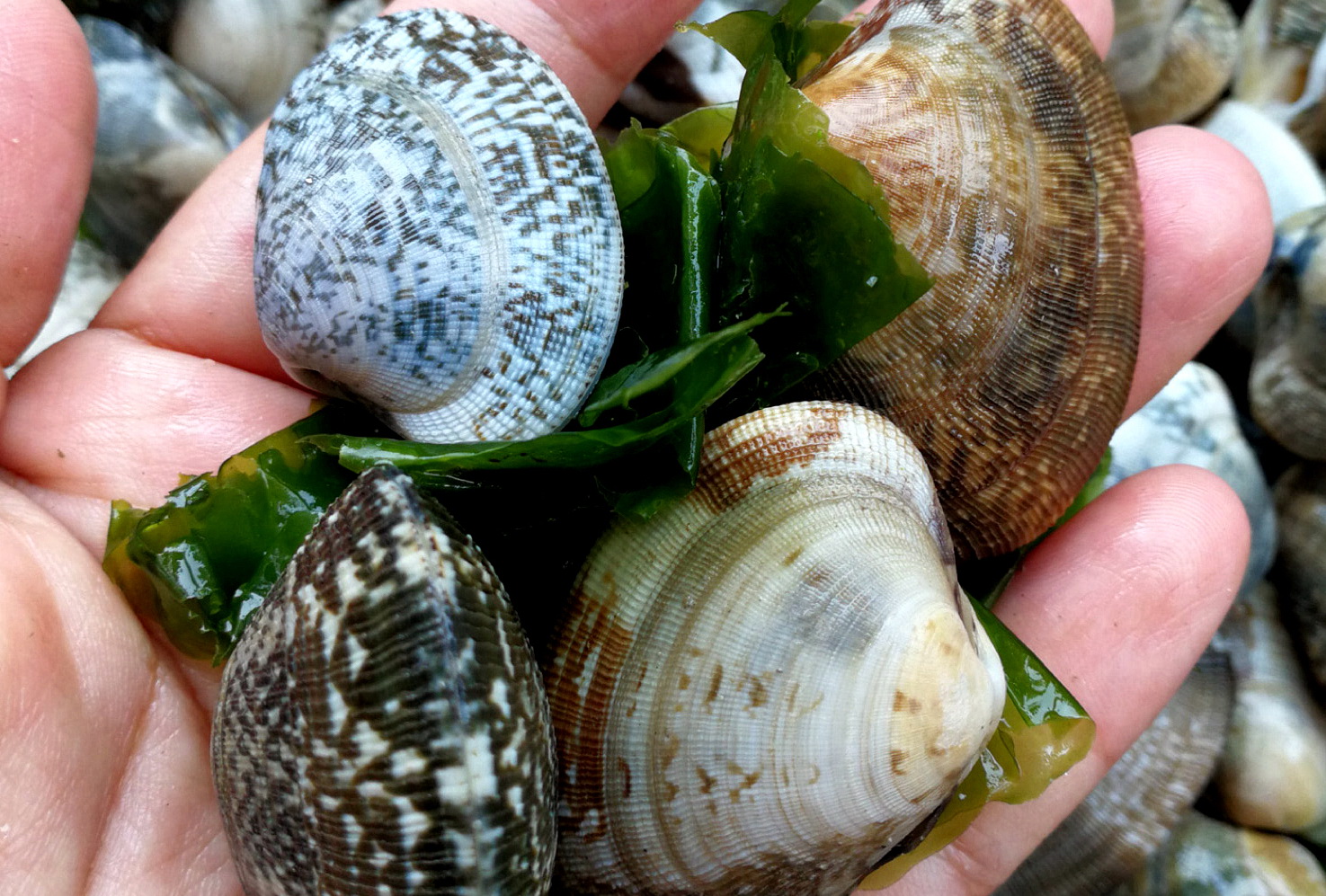 海鲜各种贝类，文蛤、牡蛎、竹蛏、毛蚶……你都了解了吗