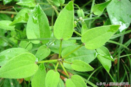 止血草的功效_止血中草药 - 励志人生