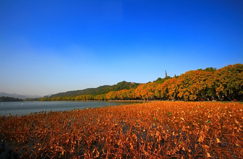 杭州夏日赏荷最佳处，当属西湖曲院风荷，带你游西湖攻略干货