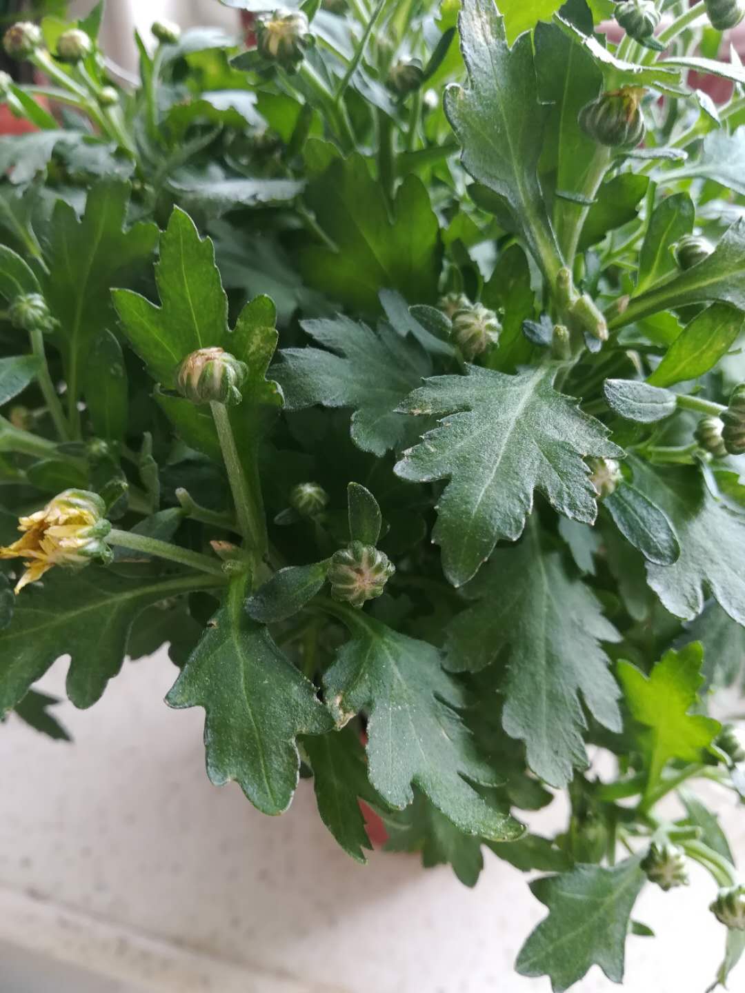 种植的菊花又爆盆了,长出了好多花苞