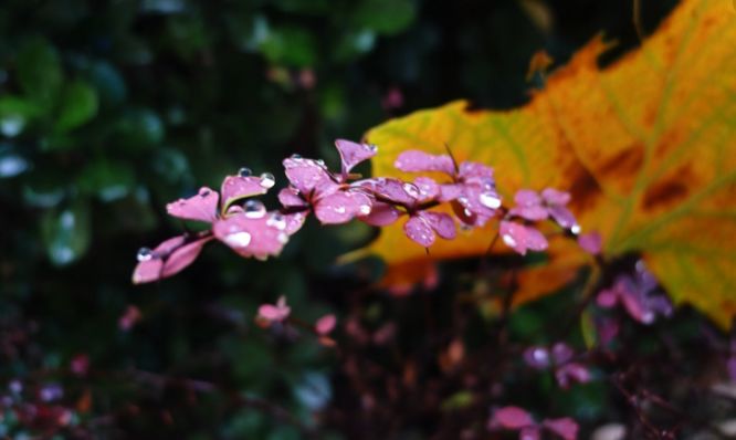 「诗词鉴赏」秋雨过后，便是天高气爽丰收的好季节！