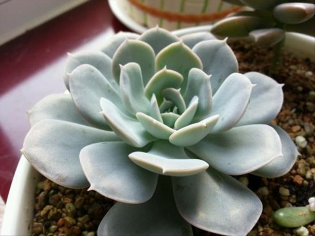 养殖石莲花需要关注什么事项?