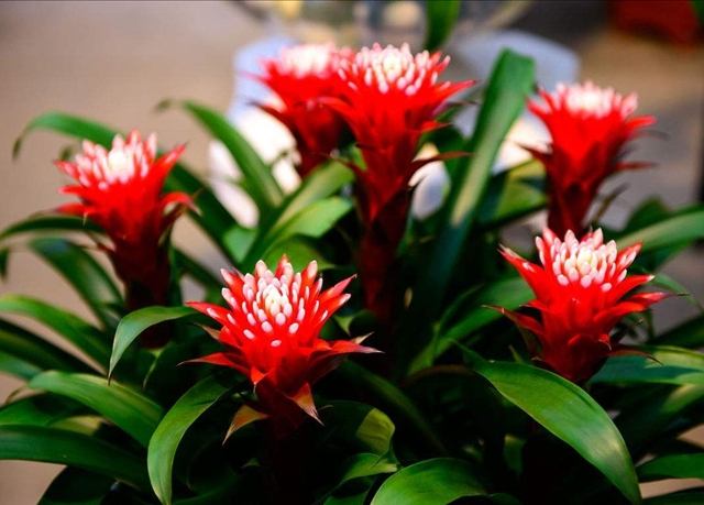 想看雪梨花用这样的方法，不仅植株长的大，花朵盛开的也会鲜艳