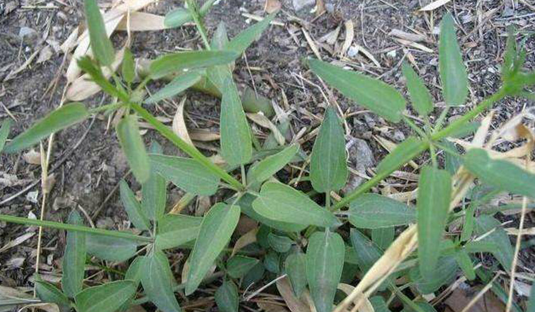 农村植物,茜草农民视它为杂草,却不知当今它价值如此珍贵