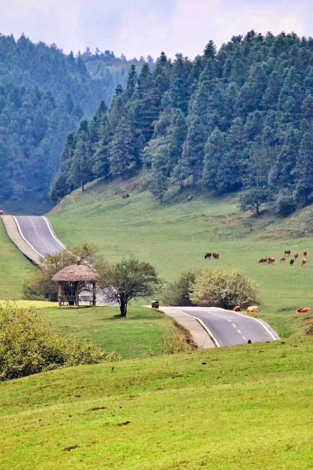 仙女山最美公路即仙女山大草原生态路,始建于2009年,全长4.5公里.
