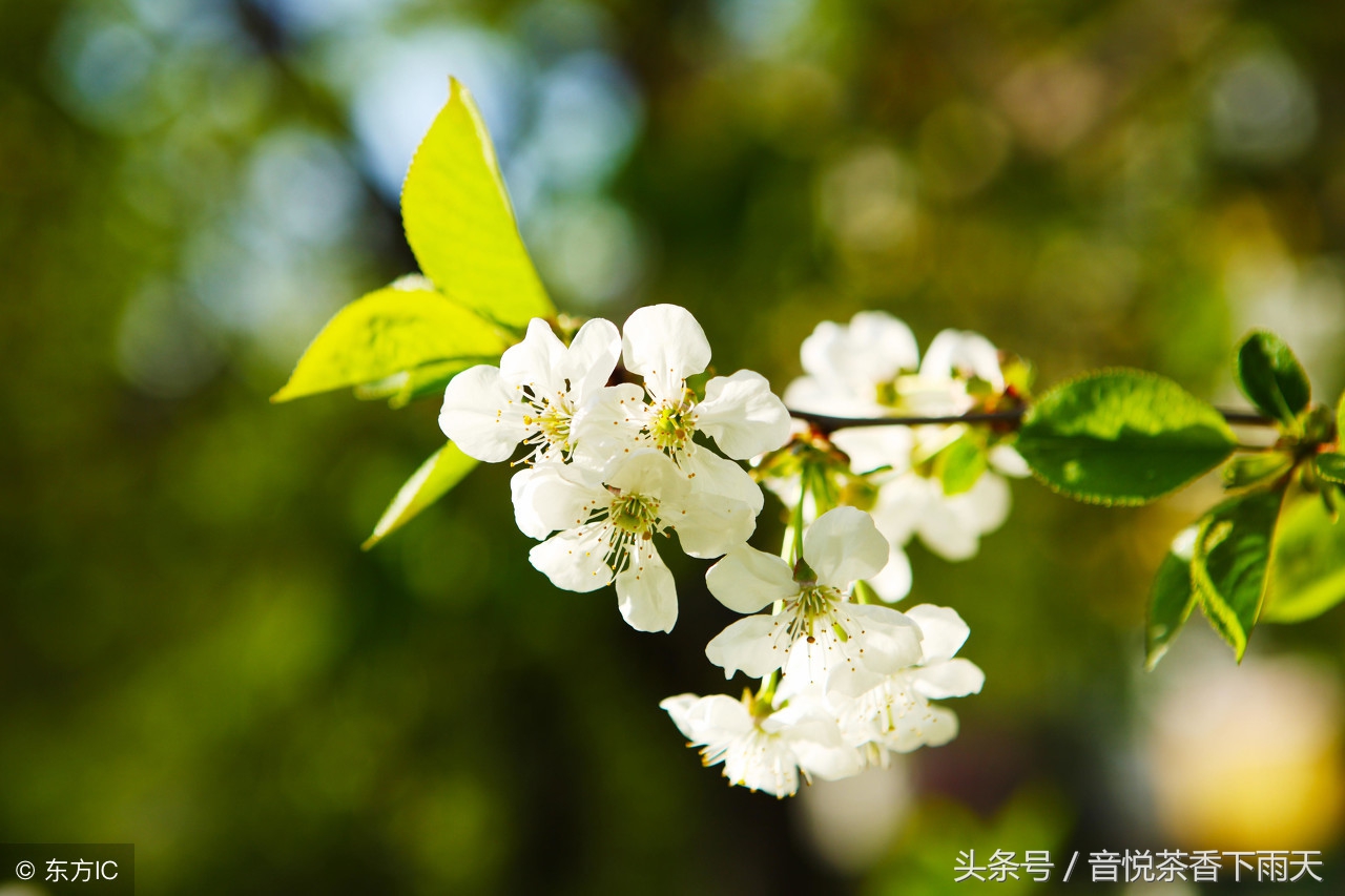 梅子金黄杏子肥,麦花雪白菜花稀表达了作者_梅子金黄杏子肥麦花雪白