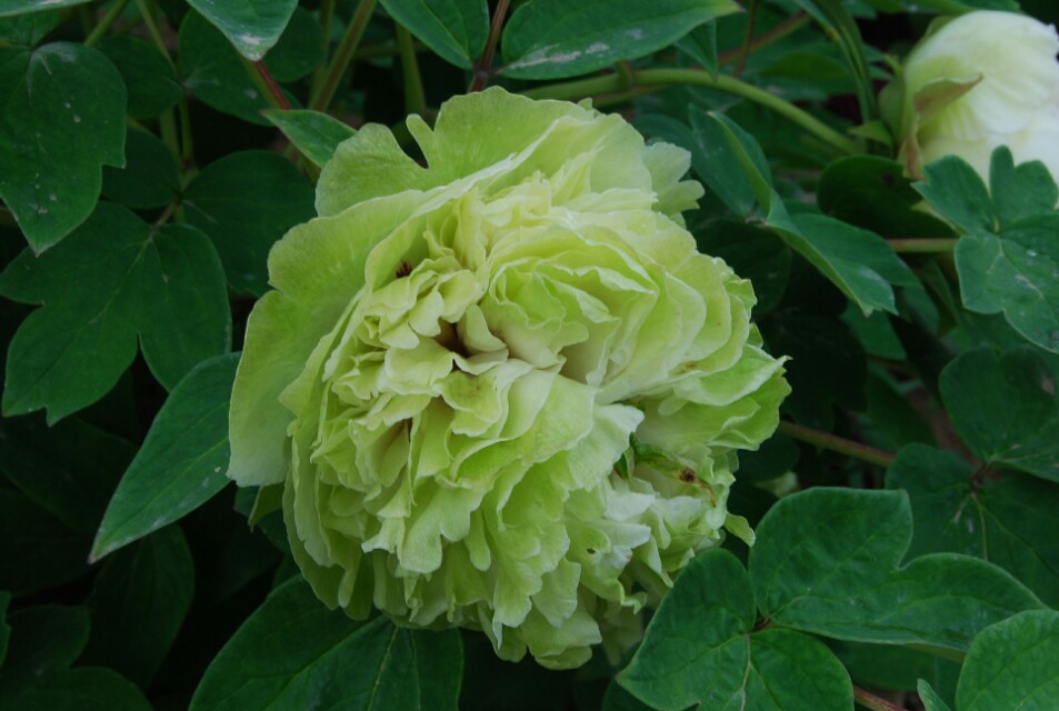 豆绿牡丹的传说