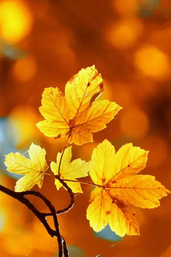 七首秋天的诗词：落红不是无情物，只把秋来报