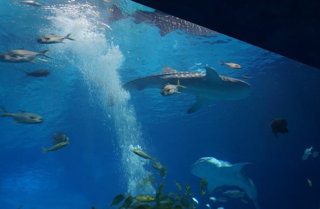 广州周末周边游玩好去处之,广州海洋馆,吸引不少的家庭过来游玩