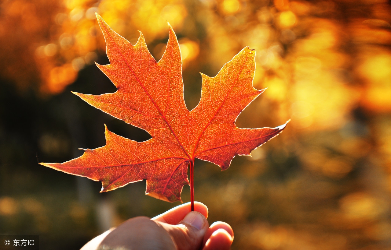 秋夜二首其一_七律一叶知秋 - 成语词句网