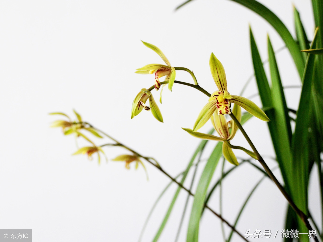 兰花草的诗词 关于赞美兰花的诗词_描写兰花的诗大全