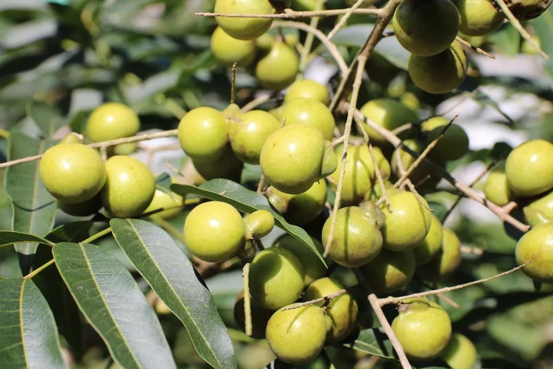 植物无患子的功效无患子煮水洗头