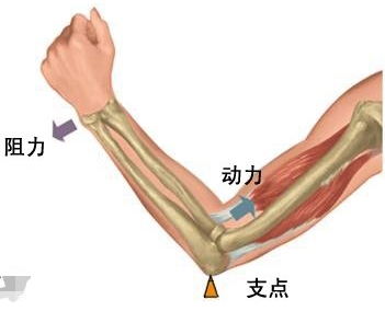 你的手臂是省力杠杆还是费力杠杆？