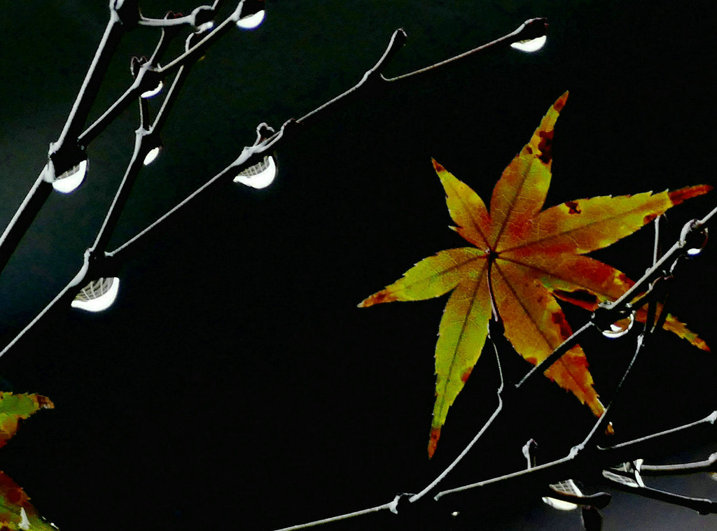 五首秋雨诗词：秋雨叶中尽相思