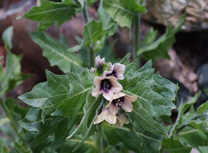 天仙子价格中药天仙子外敷功效