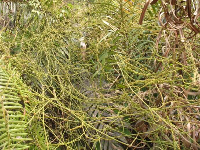 中药无根藤_无娘藤有什么功效