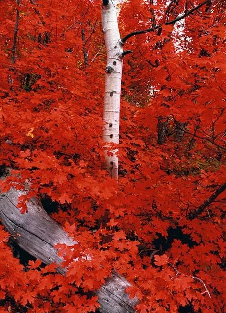 「诗词鉴赏」苏轼笔下的秋天，写尽人生的百味！