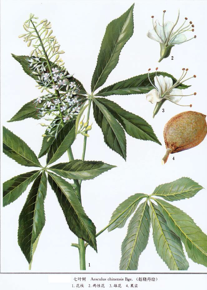 娑罗子拼音suō luó zǐ别名莎婆子(《百草镜》),武吉(《杨春涯经验