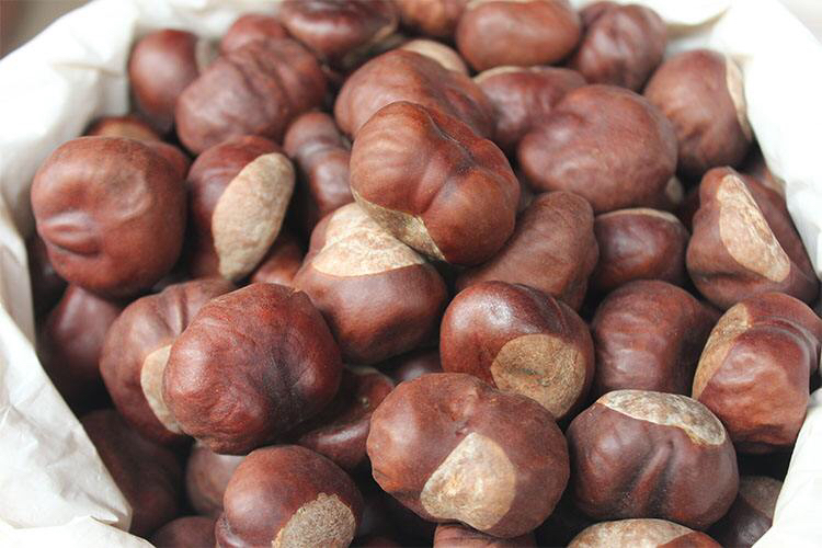 婆罗子中药材娑罗子的食用方法