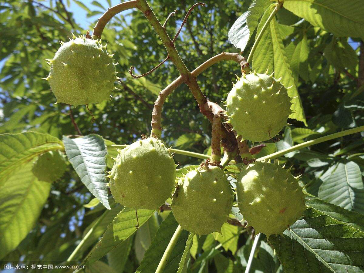 67摘录《中药大辞典》②治九种心痛:娑罗子烧灰,冲酒服.