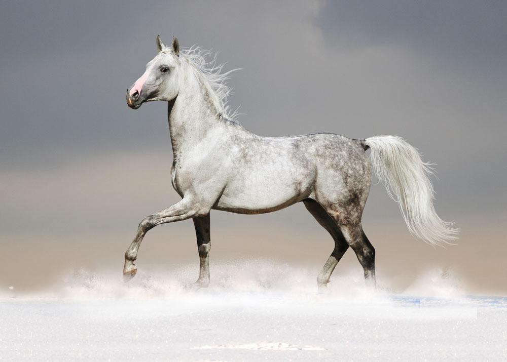 (千里马的故事)