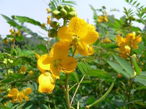 凤凰花草,黎茶(《中国药植志》),喉百草(《江苏植药志》),大羊角菜