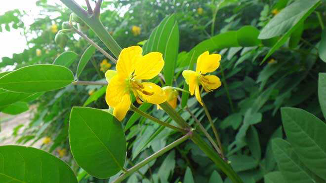 中药材望江南图片_中药材望江南的功效 - 励志人生