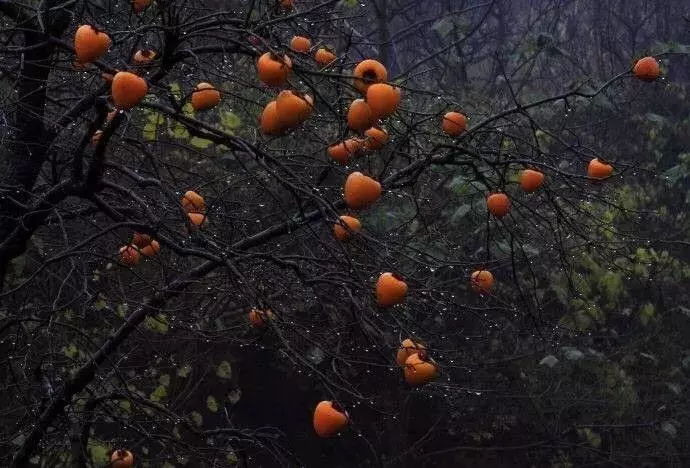 一场秋雨一场寒，与诗共赏秋色