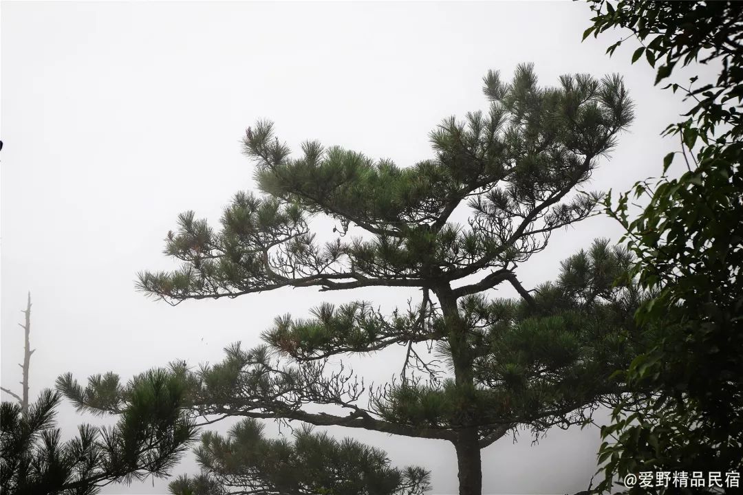 臨安天目山遊記|這裡古樹參天,仙氣繚繞,空氣好得捨不得走