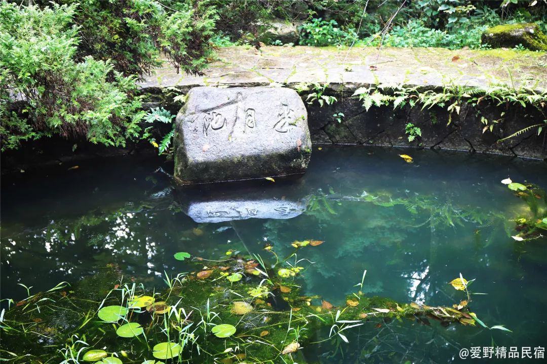 臨安天目山遊記|這裡古樹參天,仙氣繚繞,空氣好得捨不得走