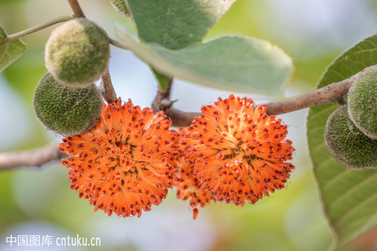 录》),谷白皮(《千金方》),楮白皮(《圣济总录》),构皮(《草木便方》)