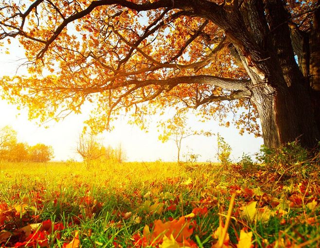 9首描写秋季的经典古诗，赏尽秋色美，品尽人生味