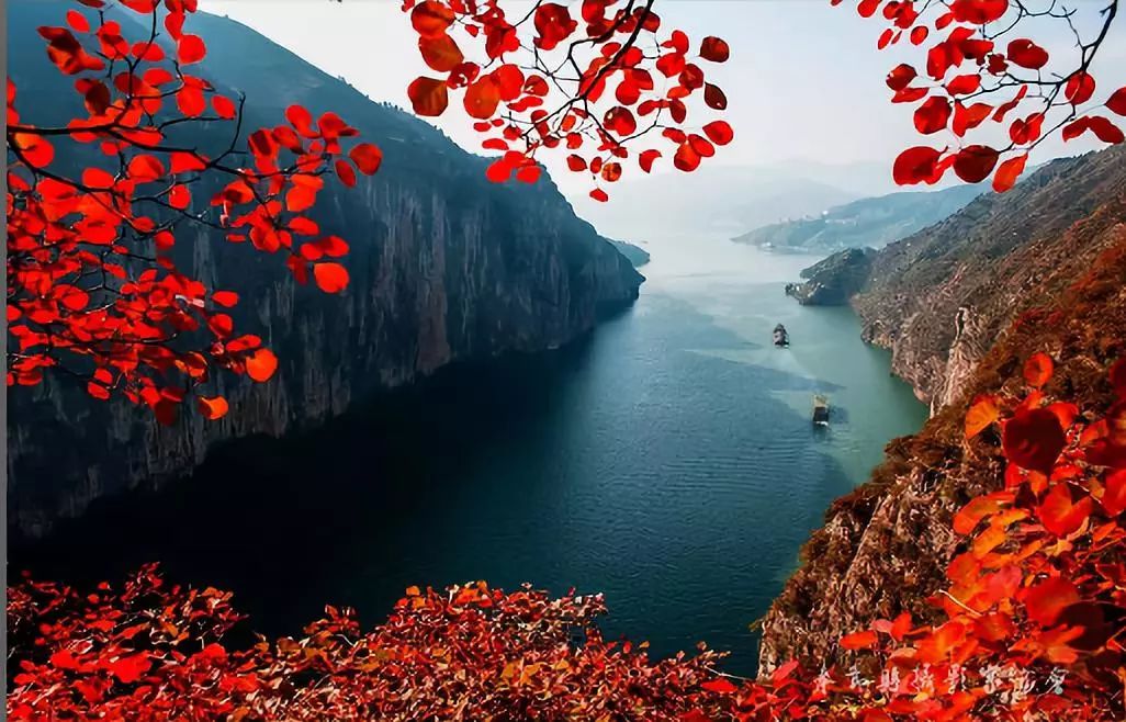 颜值爆表，红叶驾到，到瞿塘峡遇“醉美”秋天！