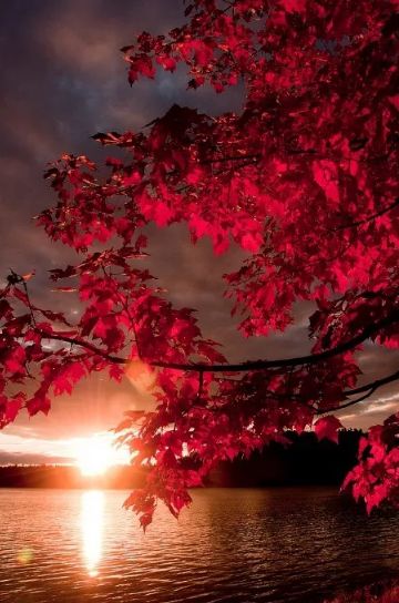 「诗词鉴赏」秋日最后的风光-霜叶红于二月花