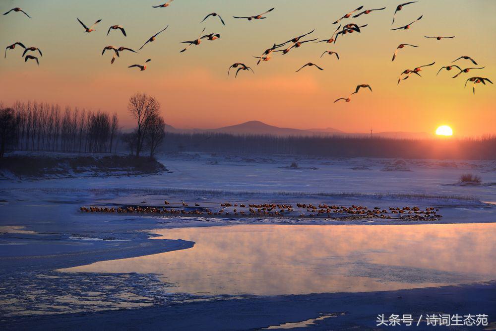 又是一年雁南归,鸿雁飞飞声声醉