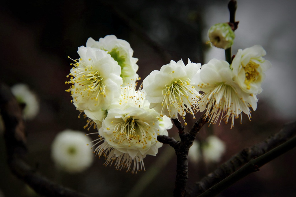 梅花名品——"花中君子"绿萼梅 (原创)