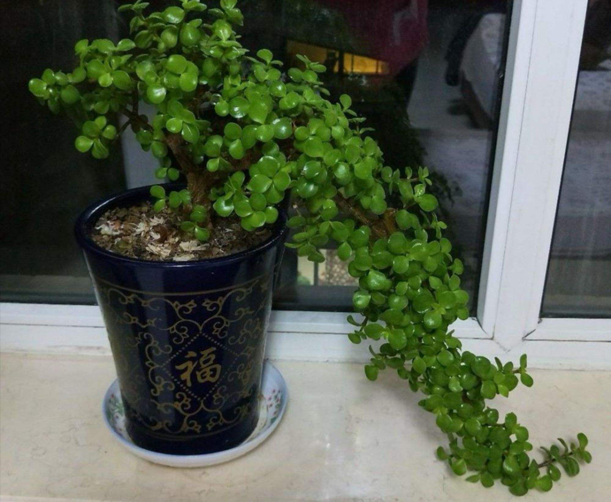 金枝玉叶怎样造型 图片欣赏_金枝玉叶的养法 - 齐齐哈尔诗词网