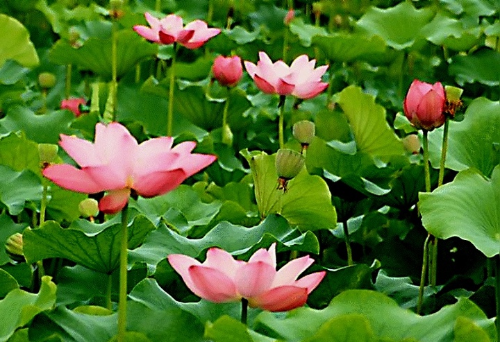 接天莲叶碧无穷,映日荷花别样红