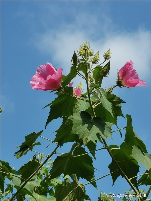 民间草药--木芙蓉
