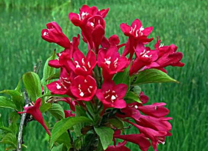 锦带花:花色艳丽的锦带花,栽培与修剪