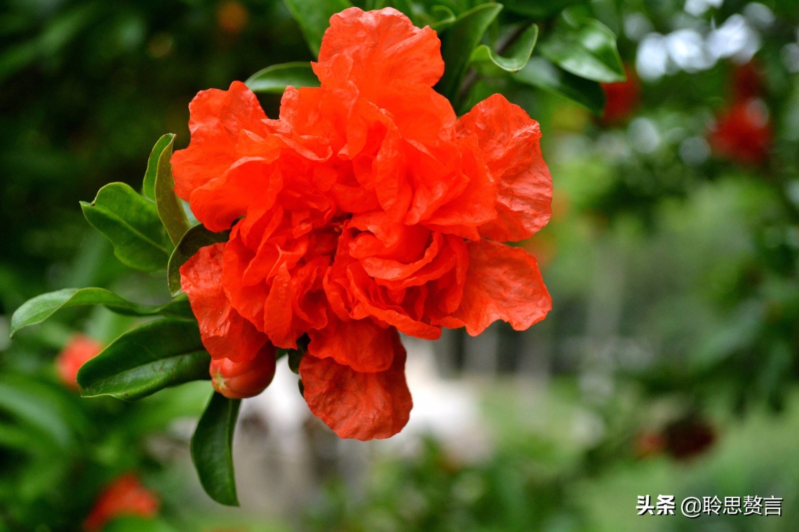 石榴花开的诗句五月石榴红似火的全诗