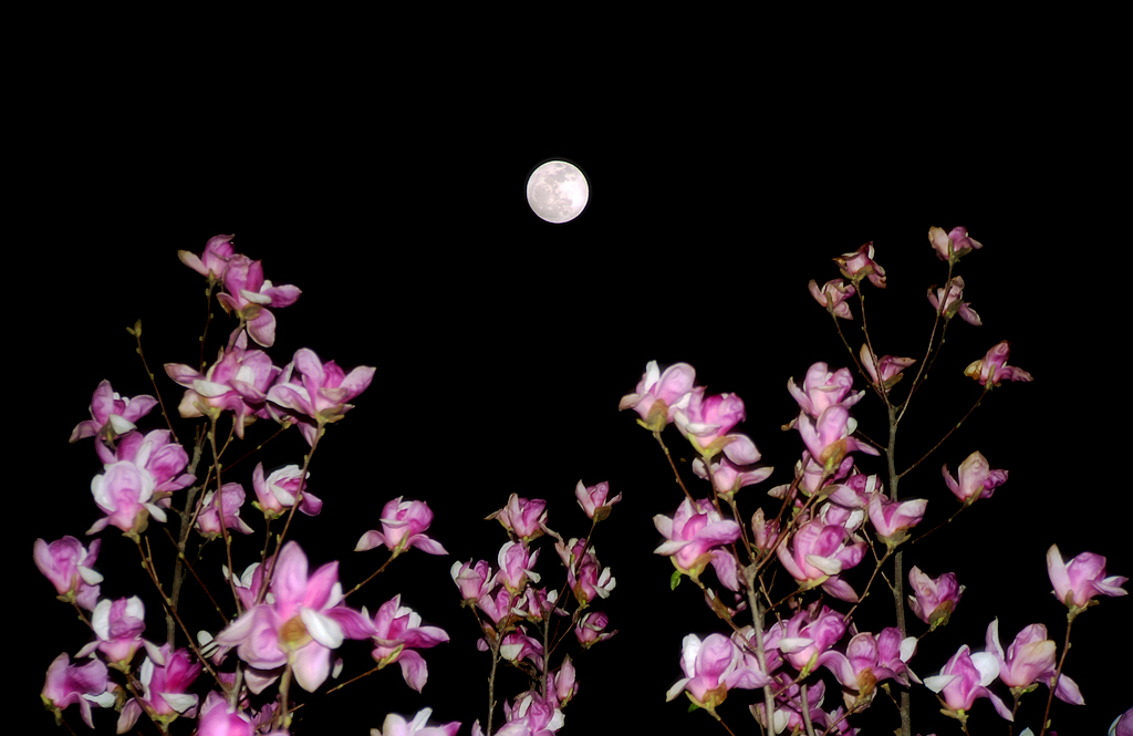 唐代一首《春江花月夜》,千年名诗,唯美的意境令无数人为之倾倒