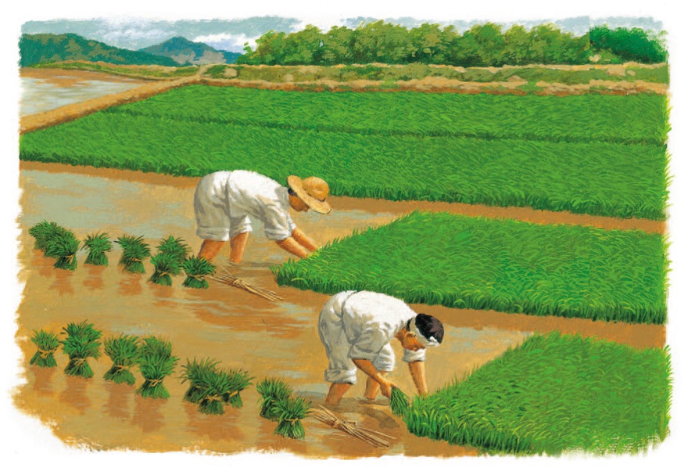 水稻是如何种出来的？恍然大悟“粒粒皆辛苦”，珍惜粮食从小做起