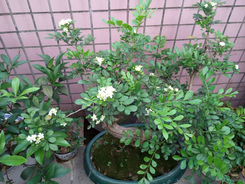 九里香还不开花?简单"3招",花开满枝,好看芳香,成大气盆景