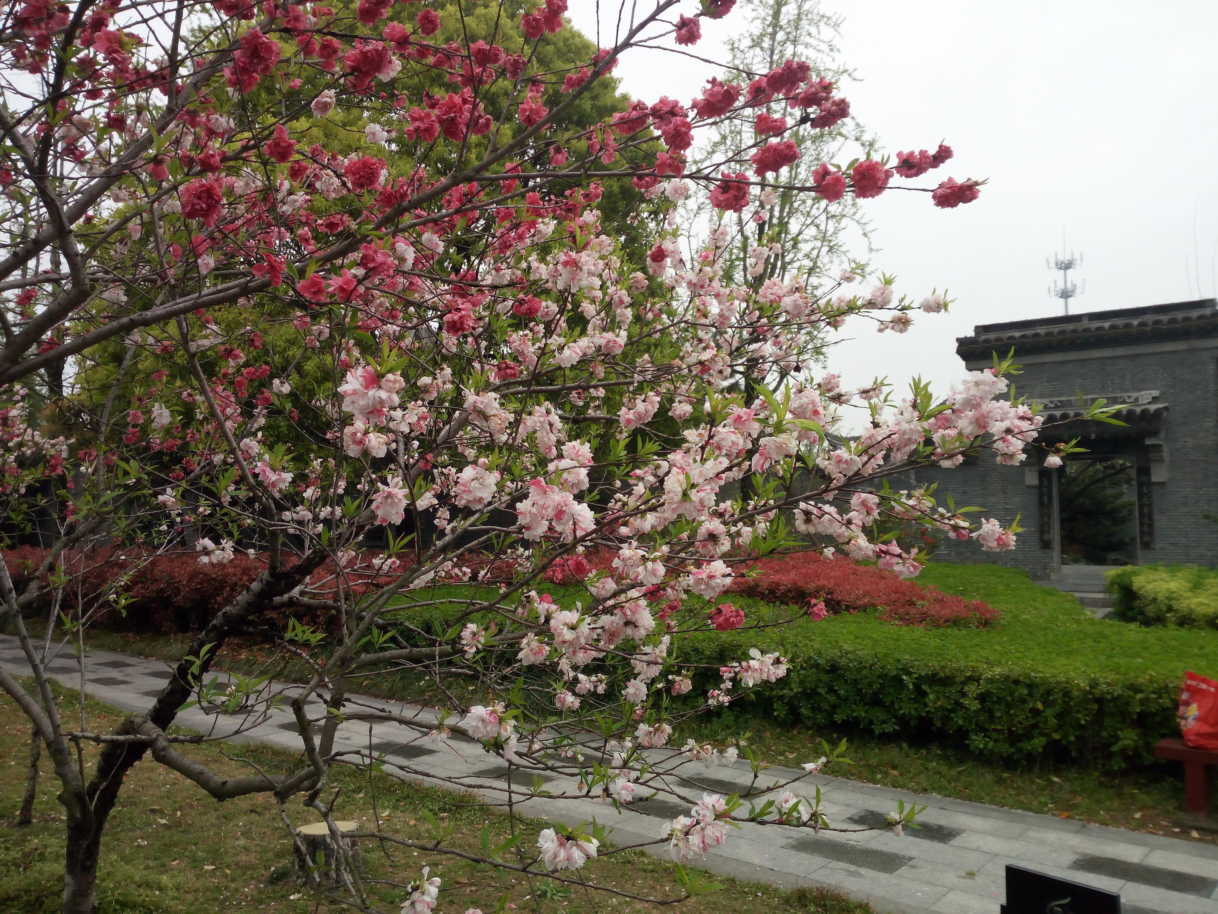 「花未眠61江苏的花—桃花坞里桃花庵:泰州桃园